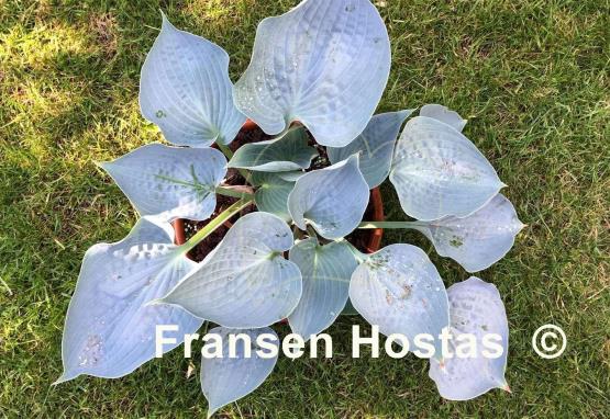 Hosta Silver Light